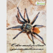 Chromatopelma cyaneopubescens SUPER NA POCZĄTEK 