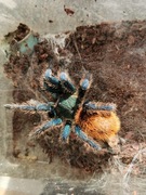 Chromatopelma cyaneopubescens samica 5DC