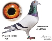 Gołębie pocztowe Gołąb Samca Org ;NL 2018  G.Vande