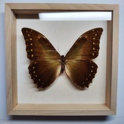 Motyl w gablotce Morpho Hercules Diadema