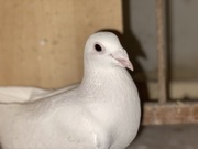 Białe gołębie pocztowe Vangramberen po Yeti
