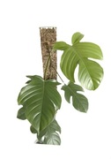 Palik grow vertical 60/8 mech sphagnum monstera