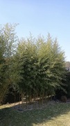 Bambus mrozoodporny Phyllostachys atrovaginata