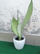 Sansevieria Moonshine duża roślina wybarwiona XXL