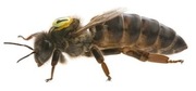 Rodziny Odkłady Pszczele przezimowane