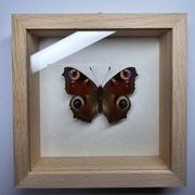 Motyl w gablotce Aglais io - Rusałka pawik