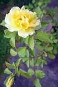 Róża żółta sztywnołodygowa- sadzonka