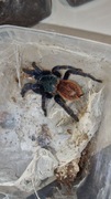 Ch. cyaneopubescens - 4-4.5 cm DC - PIĘKNY OKAZ