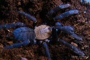 Cyriopagopus sp. Hati Hati