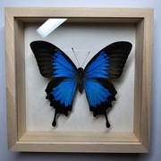 Motyl w gablotce Papilio Ulysses