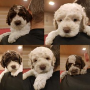 Piękne szczenięta lagotto romagnolo 