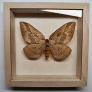Motyl w gablotce Pseudodirphia Eumedide