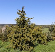 Świerk pospolity Picea abies ,Acrocona’ 160-180cm