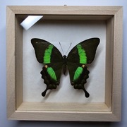 Motyl w gablotce Papilio Daedalus