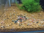 Krewetki caridina MiX 30 sztuk 