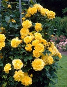 Róża Pnąca | Żółta