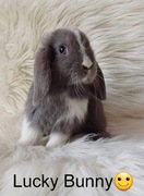 Króliczek Mini lop