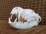 Naturalna czaszka lisa rudego- dł.15,04cm