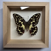 Motyl w gablotce Papilio Demoleus Libanus