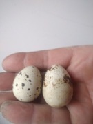 Jajka lęgowe Przepiórki Texas brojler 