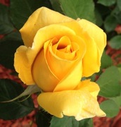 Róża wielkokwiatowa | ŻÓŁTA - pachnąca