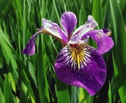 Iris irys wodny pseudacorus Spartacus 