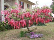 Wisteria glicynia czerwona NOWOŚĆ!! Rosnąca sadzon