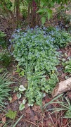 Brunera Alexander's great brunnera