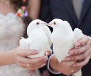 * Białe gołębie na ślub *