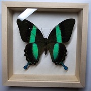 Motyl w gablotce Papilio Blumei