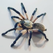 Monocentropus balfouri mlody osobnik