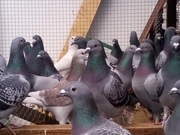 Twarde golebie -dlugi dystans
