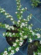 Irga Dammera 'Major Cotoneaster dammeri