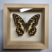Motyl w gablotce Papilio Demoleus Libanus