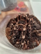 A. geniculata - L8 3-4 cm DC SAMICE I SAMCE