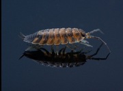 Porcellio scaber lava 12szt