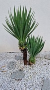 Juka Yucca Gloriosa mrozoodporna rosnąca na pniu !