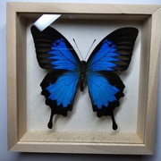 Motyl w gablotce Papilio Ulysses