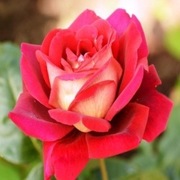 Róża wielkokwiatowa | CZERWONO-BIAŁA 'Kronenbourg'