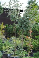 JARZĄB SZWEDZKI 'Sorbus Intermedia' 300cm !!!