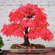 klon palmowy czerwony bonsai nasiona