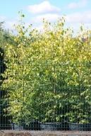 BRZOZA 'GOLDBIRKE' ZŁOTA 200-250cm FOTKI !!