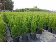 TUJA SZMARAGD, THUJA SMARAGD, ŻYWOTNIK ZACHODNI