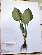 ZIELNIK, zestaw 20 gatunków - rośliny zielne z KORZENIAMI.