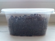 Skoczogonki, ekipa sprzątająca do terrarium -250ml