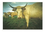 Pocztówka - Krowy rasy Blonde d'Aquitaine na pastwisku