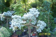 Świerk szczepiony super sky bonsai duży taras inny