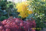 Rododendron azalia jaśmin kalina hortensja dereń weigela perukowiec inny