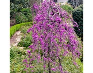 JUDASZOWIEC KANADYJSKI LAVENDER TWIST I RISING SUN 220cm