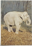 SŁOŃ INDYJSKI KRAKÓW OGRÓD ZOOLOGICZNY ZOO